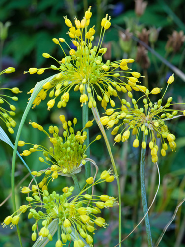 Allium flavum.jpg